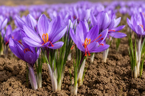nandikoti_Kesar ( saffron ) Cultivation growing cold chamber